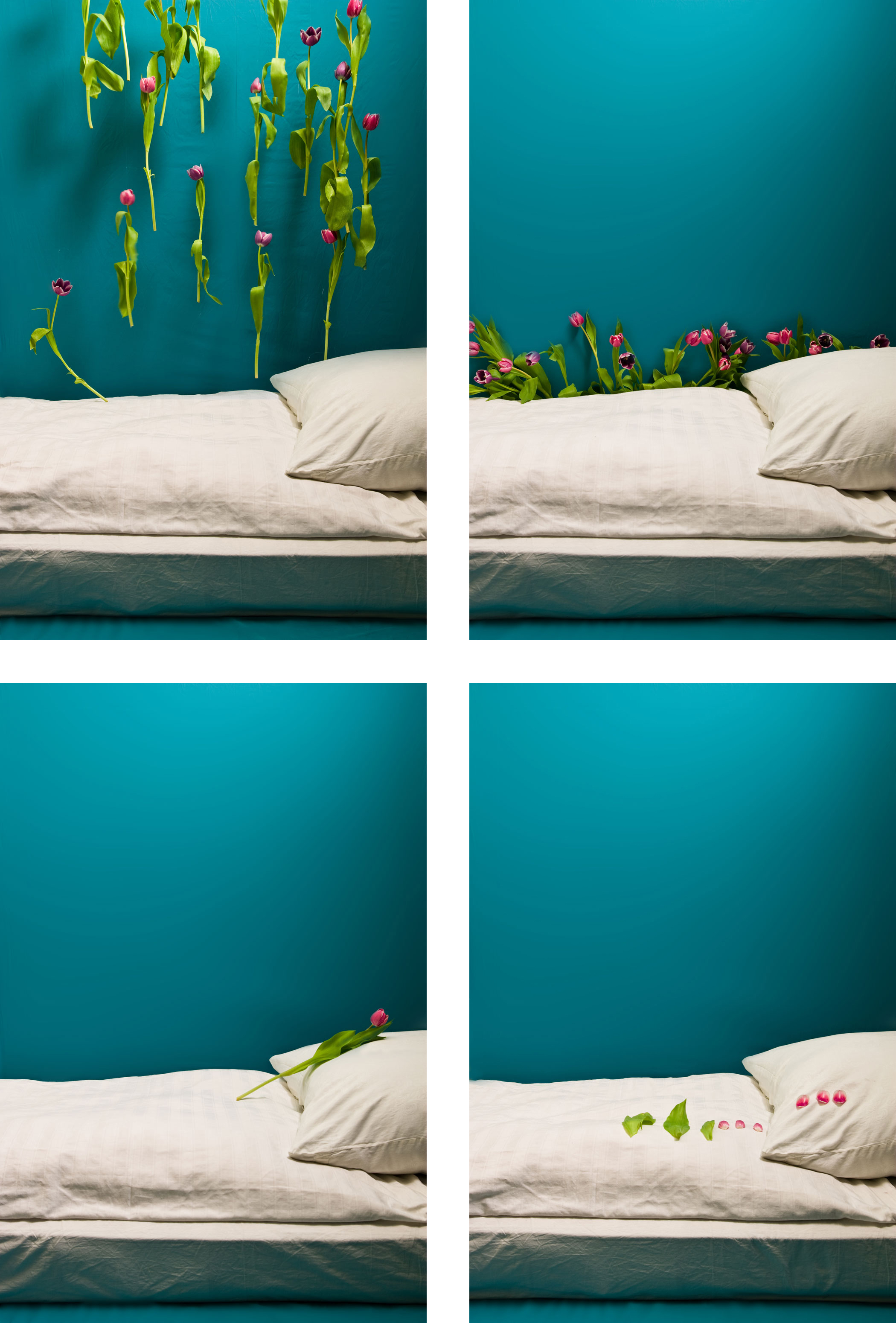 cyantulips